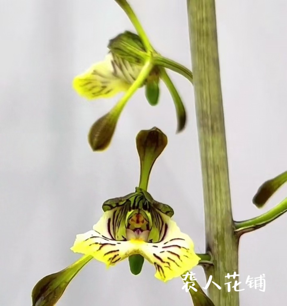 兰花苗带花苞发货九纹龙墨兰老种斑草好养浓香名贵兰花盆栽植物