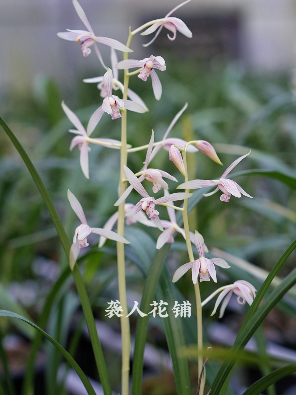 兰花苗粉黛仙子带花苞发货秋榜线艺先明中透室内兰花盆栽好养绿植