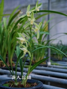 兰花苗白玉素带花苞发货浓香建兰四季兰盆栽室内桌面好养绿植花卉