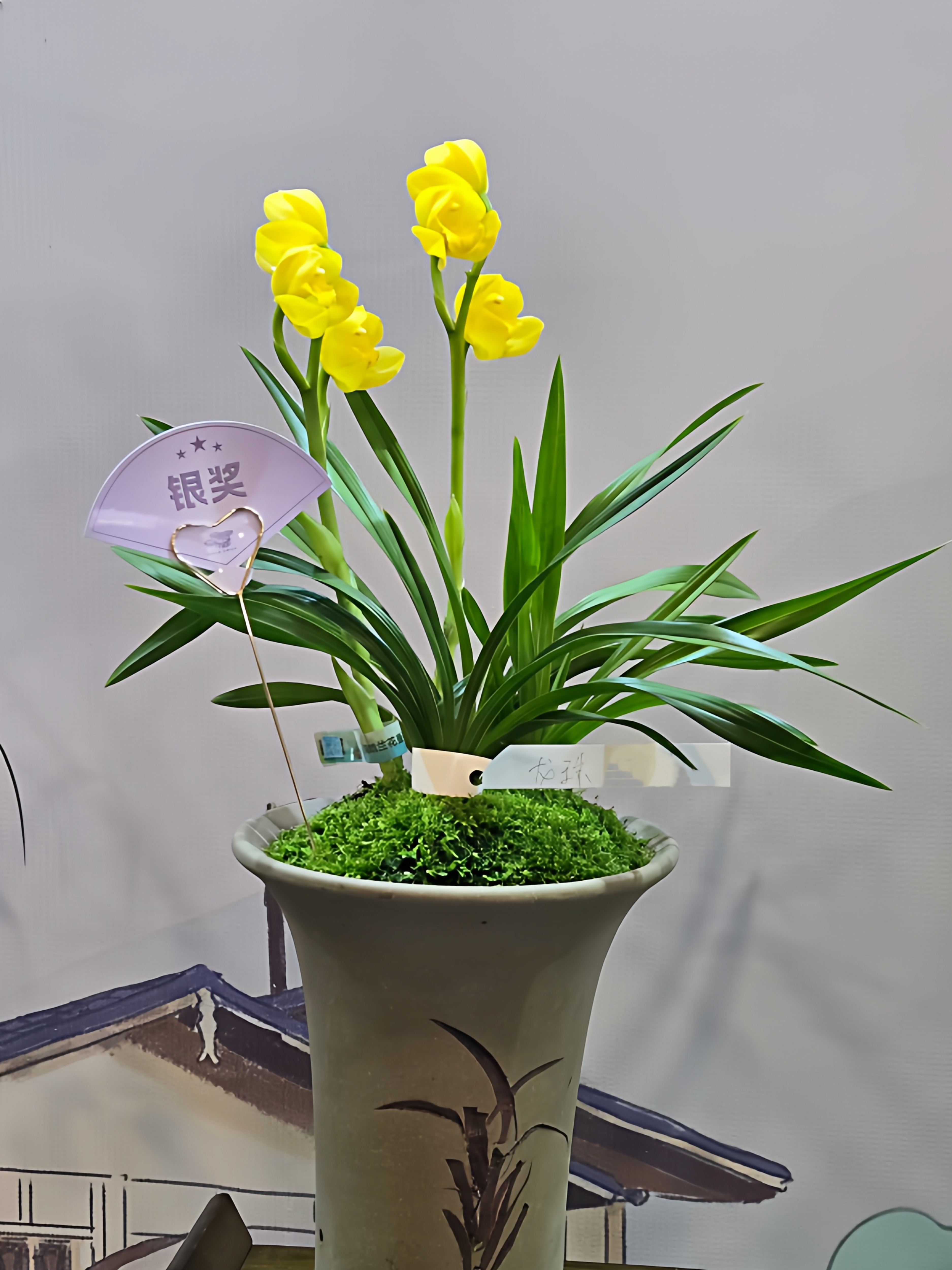 兰花苗秋芝荷瓣龙珠带花苞发货浓香型室内客厅好养盆栽绿植花卉