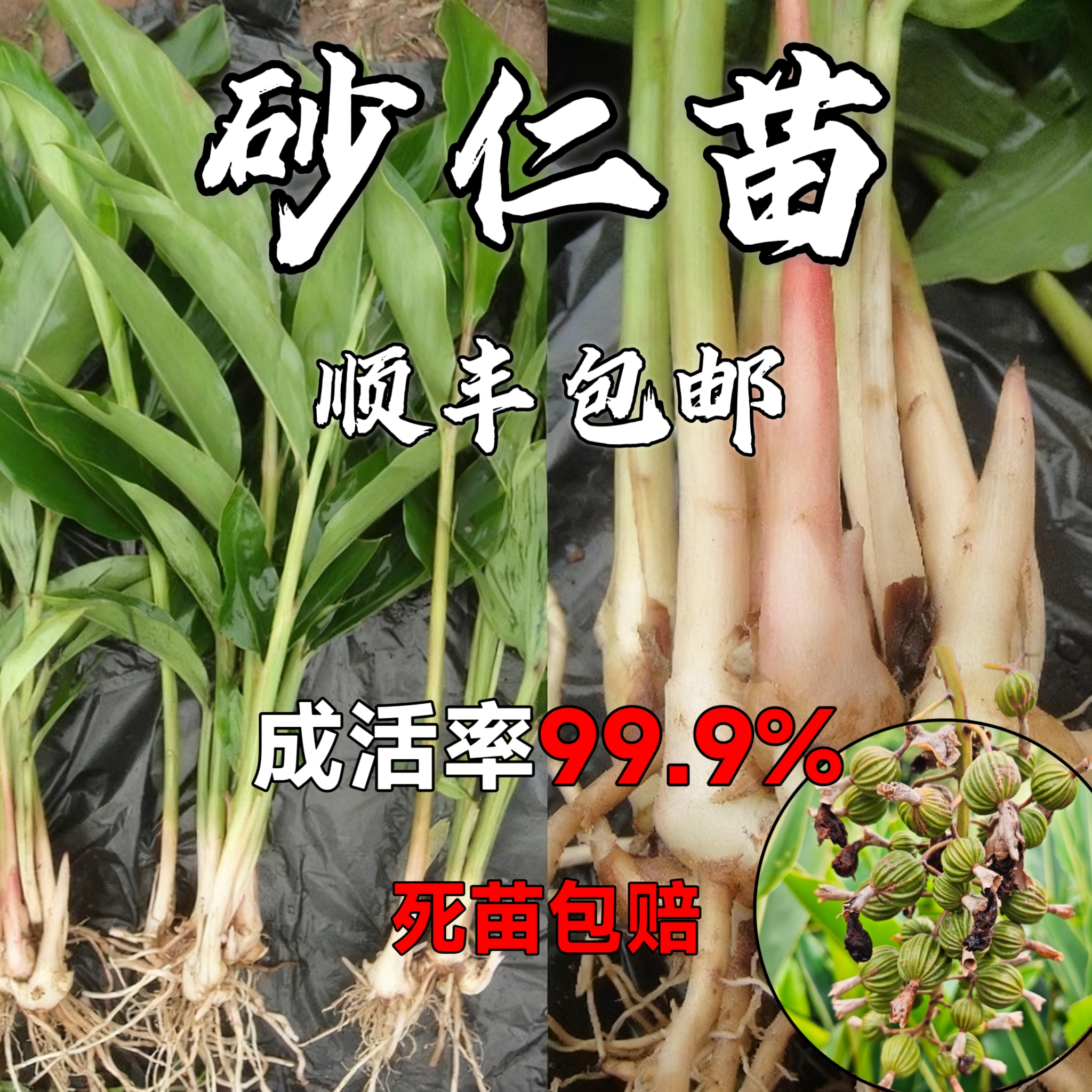 精选川香砂仁苗苗圃基地直发