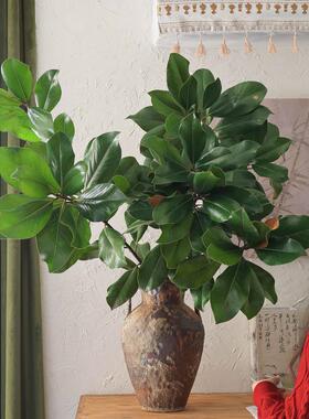 广玉兰枝鲜切枝绿色鲜花家居室内瓶插花期长新鲜真花水养绿植顺丰