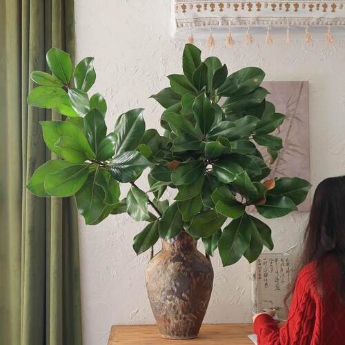 广玉兰枝鲜切枝绿色鲜花家居室内瓶插花期长新鲜真花水养绿植顺丰