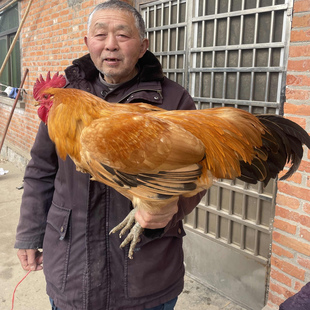 正宗农村家养 散养大公鸡 五爪大公鸡 红烧鸡 土鸡