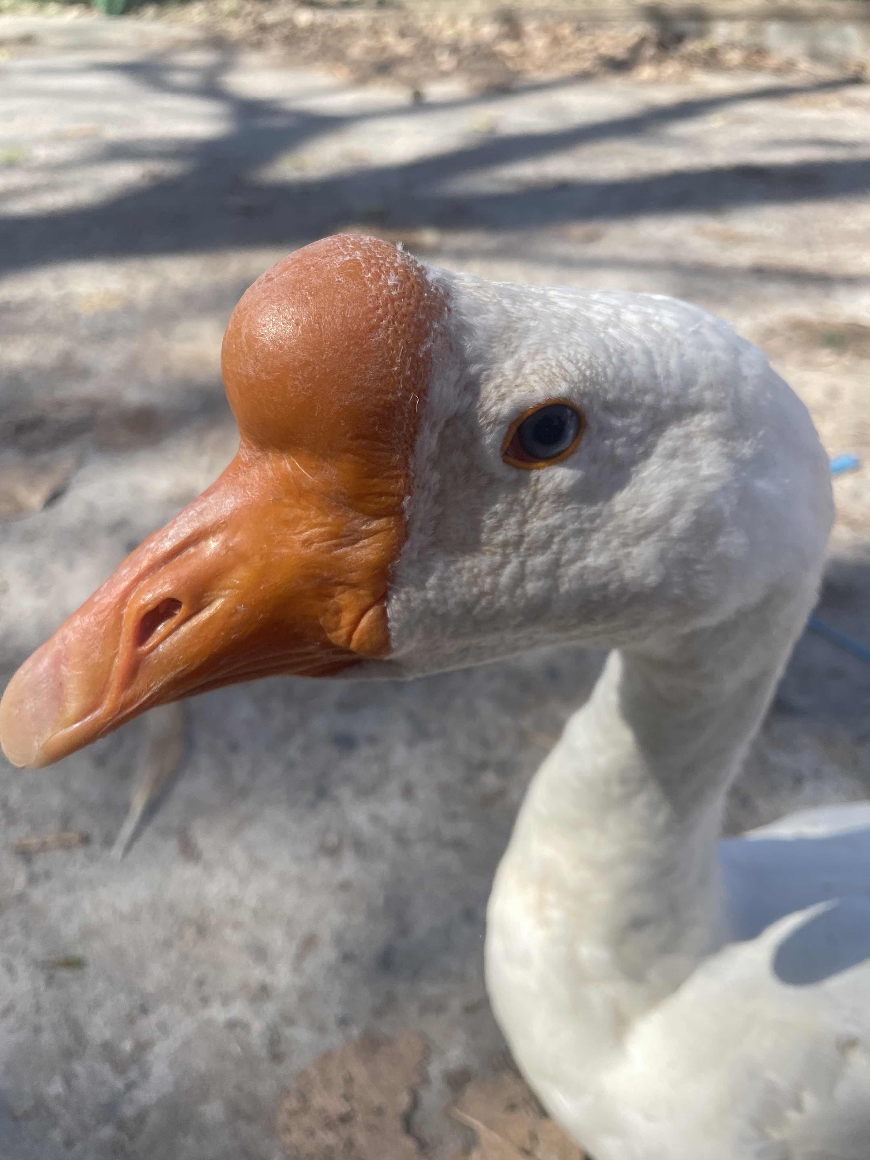 正宗农村家养 大老鹅 红烧老鹅 纯手工现杀土鹅 水鹅