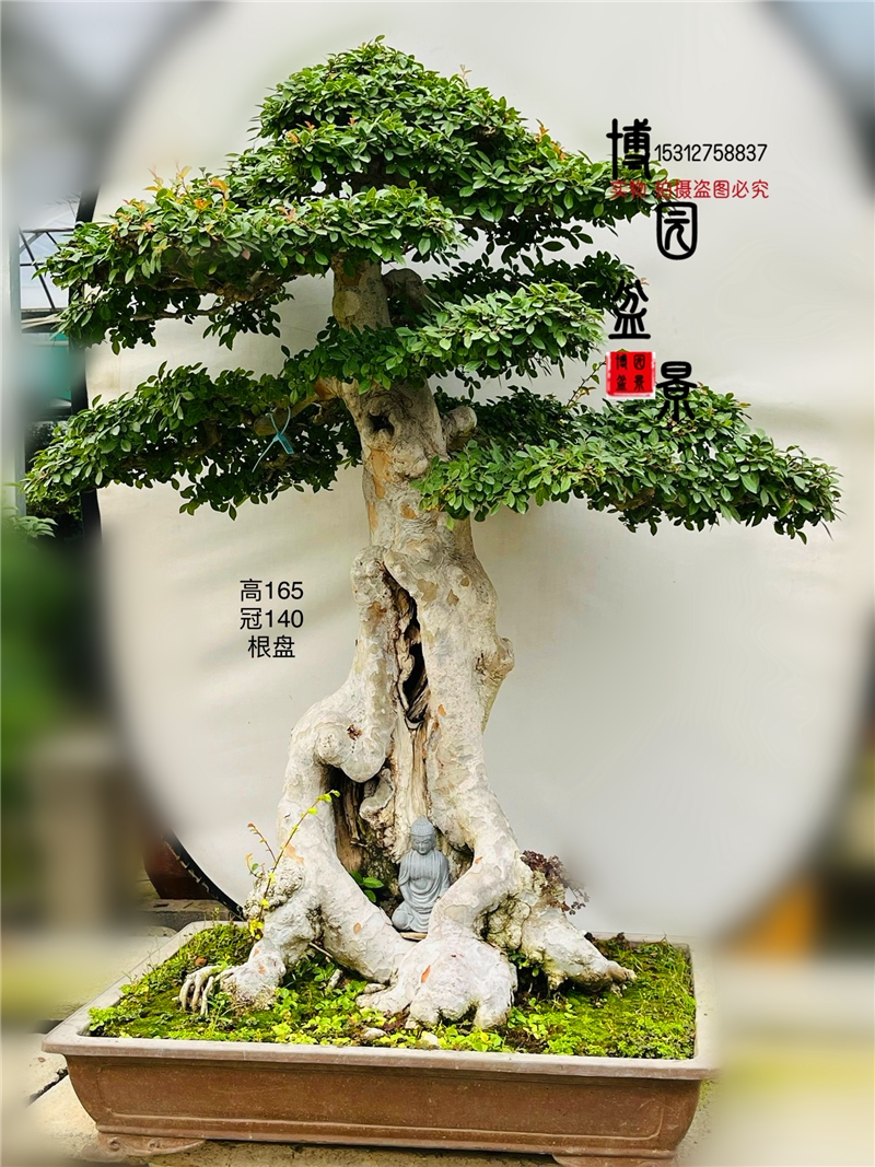 大型展品级榆树古桩造型 实物 别墅庭院种植型树 小叶榆树盆景树