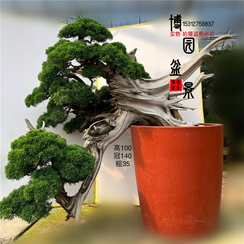 精品老桩济州州真柏盆景 大型古桩侧柏盆景 实物拍摄 黄金真柏