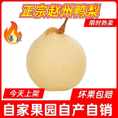 河北鸭梨新鲜赵县水果雪花梨包邮