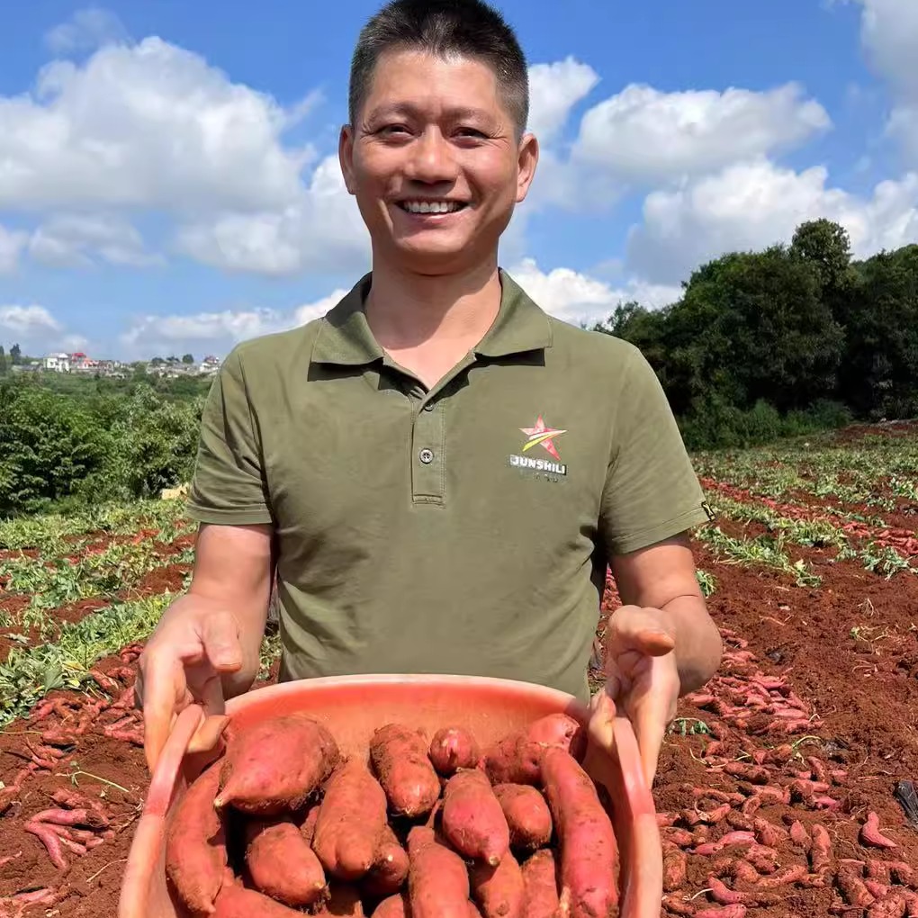 云南高原红薯蜜薯软糯香甜无筋无丝地瓜5斤9斤坏果包赔