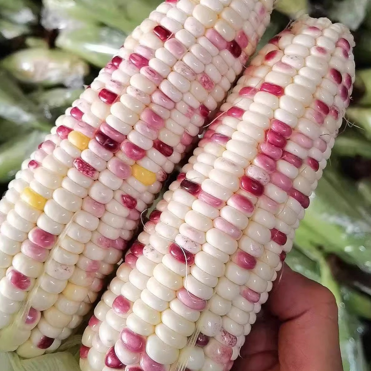 新鲜现摘现发优质广西五彩小花糯玉米代餐辅食清甜玉米3斤5斤/8斤