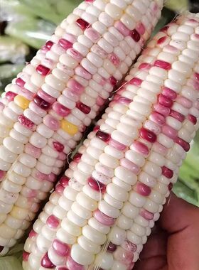 江苏发货新鲜现摘现发五彩小花糯玉米代餐辅食清甜玉米3斤5斤/8斤