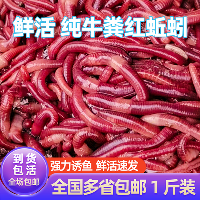 蚯蚓活饵红虫垂钓鲫鱼打窝料