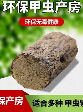 甲虫产木彩虹锹甲成虫产卵繁殖产房发酵木屑独角仙中大扁巨扁锹