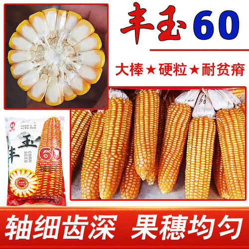 全硬粒广西热区品种丰玉60玉米种