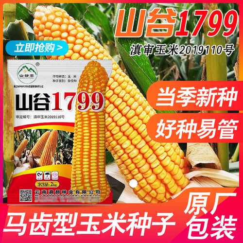 玉米种山谷1799根茎粗壮抗倒伏