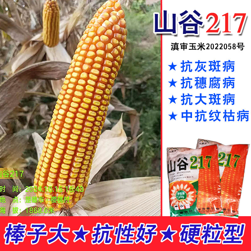 云南玉米种子山谷217高山玉米种适应海拔1200以上种大棒抗旱扛倒