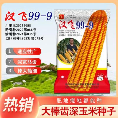 原装正品玉米种子汉飞99-9高产杂交玉米种子棒大粒深轴细玉米种子