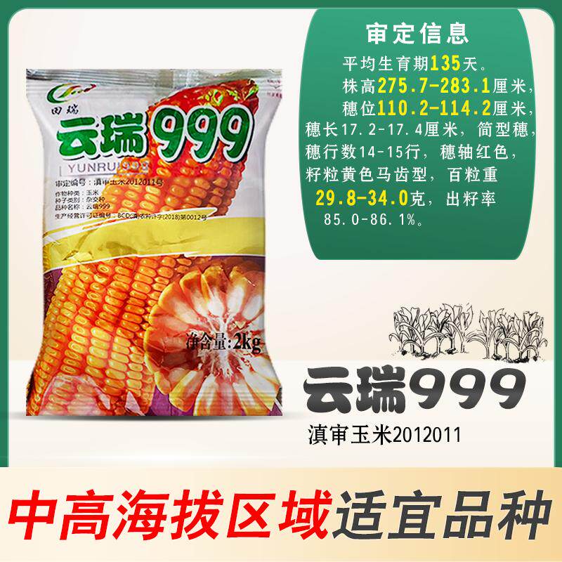 云南玉米种子云瑞999大棒大齿大粒种子当季新种子适应中高海拔
