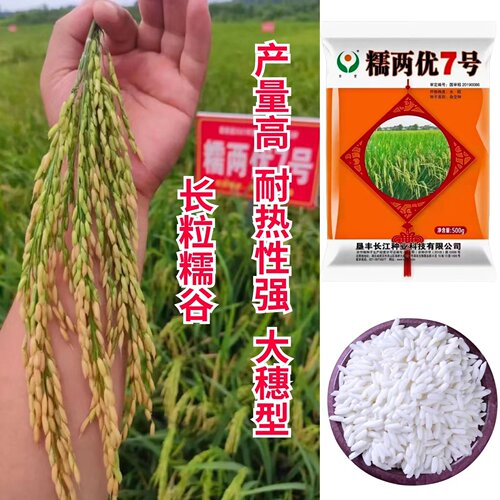 长粒型糯谷水稻种子晚稻糯两优7号国标三级米产量高耐热性强1斤装