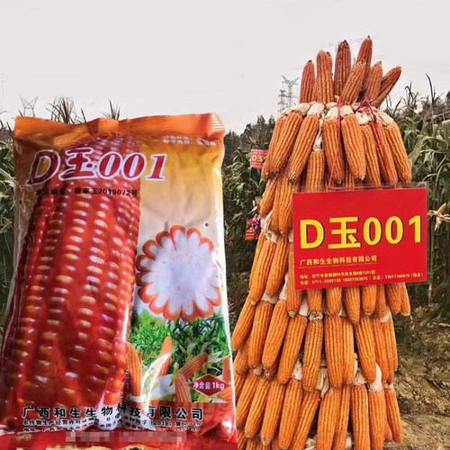 矮杆大棒玉米种子D玉001