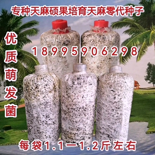 萌发菌/茯苓菌种/萌发菌硕果培育有性繁殖零代种子