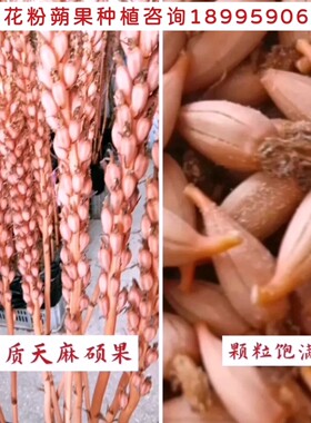 天麻蒴果优质天麻花粉果子正宗乌红杂交现摘现发