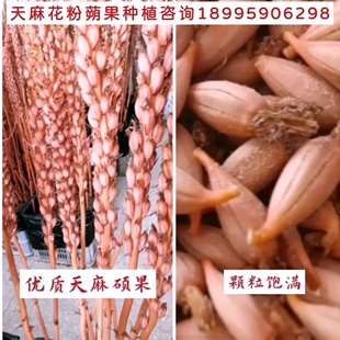 天麻蒴果优质天麻花粉果子正宗乌红杂交现摘现发