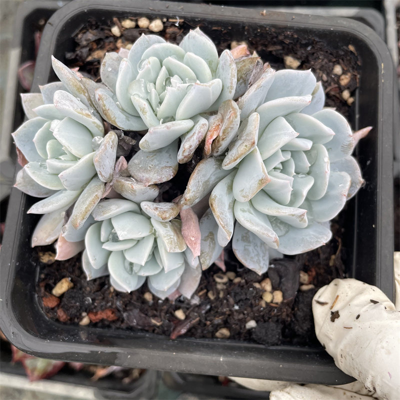 多肉植物雪特群生一物一拍小老桩无砍精控多肉精品雪莲杂交小贵货