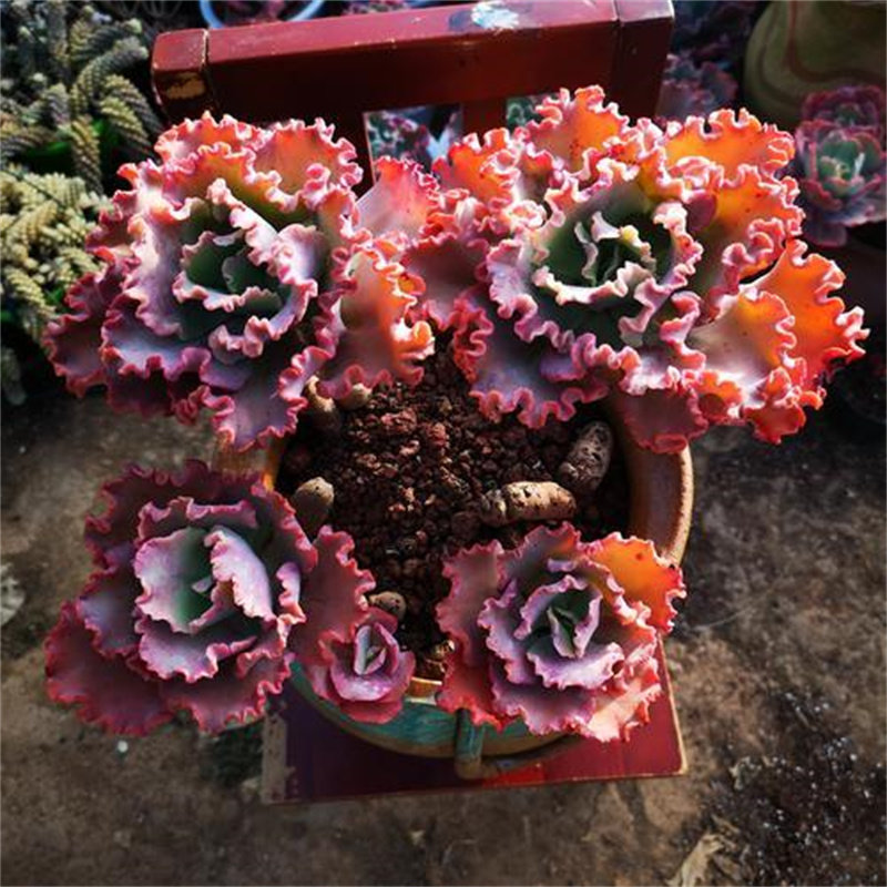 舞会红裙多肉植物老桩一物一拍包菜系列女王花笠大颗精品皮实好养