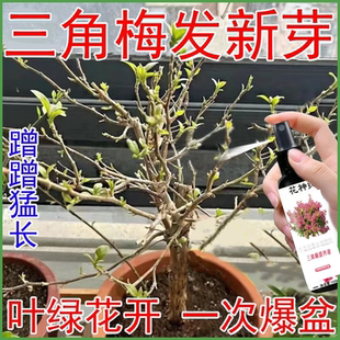 【爆满盆】三角梅催花剂催花促花生根养花卉植物营养液肥料直喷型