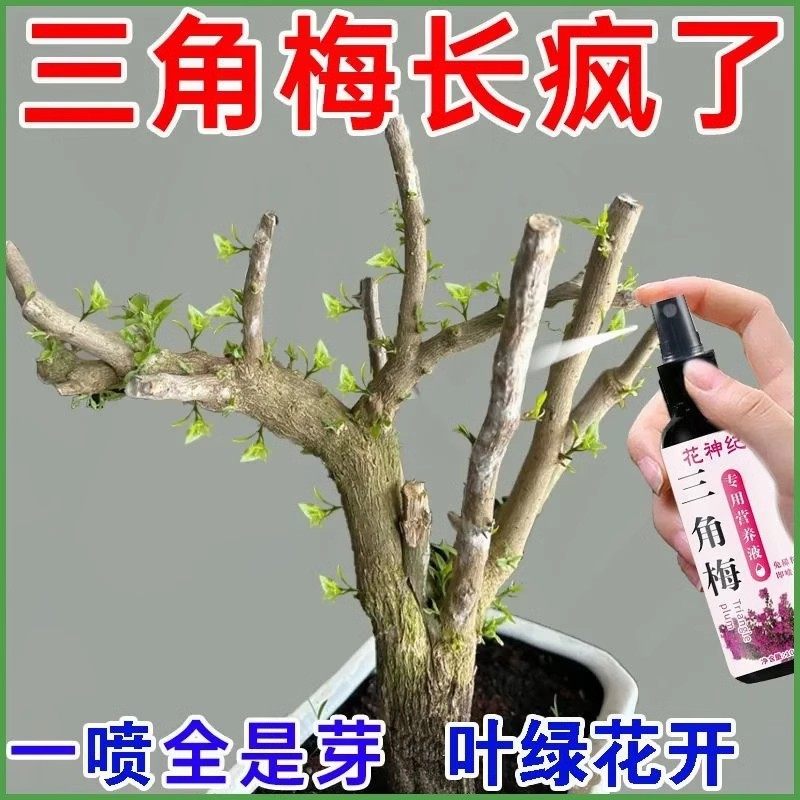 【催芽促花】三角梅营养液预防落叶黄叶枯萎通用型干枝促发芽开花,鲜花速递/花卉仿真/绿植园艺,家庭园艺肥料,淘宝优惠券,粉丝福利购,淘宝优惠卷