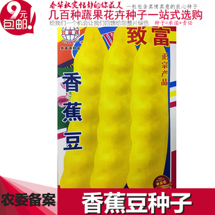 东北油豆角种孑香蕉豆架油豆种子黄豆角黑龙江大宽油豆蔬菜种籽