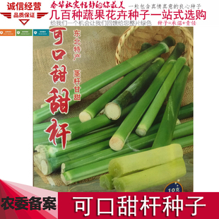 东北甜杆种籽甜高粱芦栗甜秫秸糖高粱脆甜多汁甜杆小甘蔗甘蔗种子