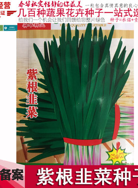 紫根四季种子蔬菜苗