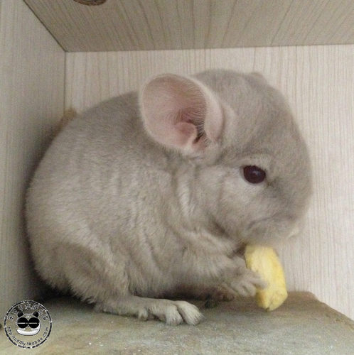 宠多多乐园重庆龙猫活体实体店