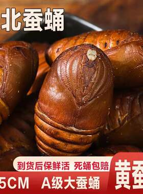 东北特产野生500G2斤大蚕蛹