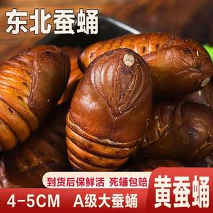 东北特产野生柞蚕蛹活蚕蛹东北蚕蛹大茧蛹500g新鲜大蚕蛹东北 包邮