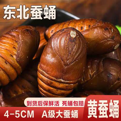 东北特产野生500G2斤大蚕蛹