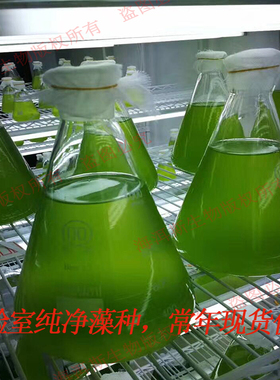 小球藻藻种水产养殖肥水培藻绿藻绿水藻种净水培养基海水淡水藻