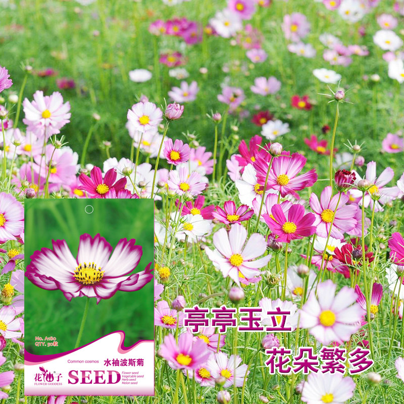 花儿朵朵花仙子水袖波斯菊非洲菊秋英扫帚苗种子易种品种盆栽种子