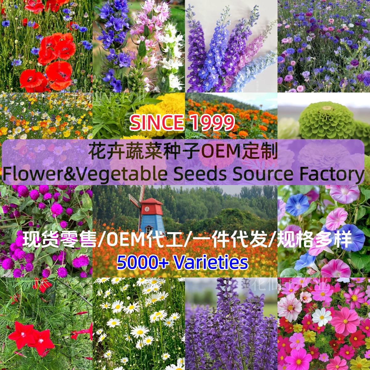 花仙子花菜种子生产加工OEM包装定制花海定制大小包装跨境电商