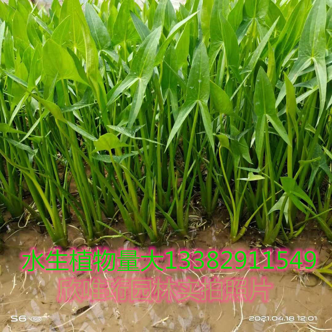 水生植物慈姑苗茨菇苗种球 慈姑草 水培花卉 净化水面慈姑燕尾草