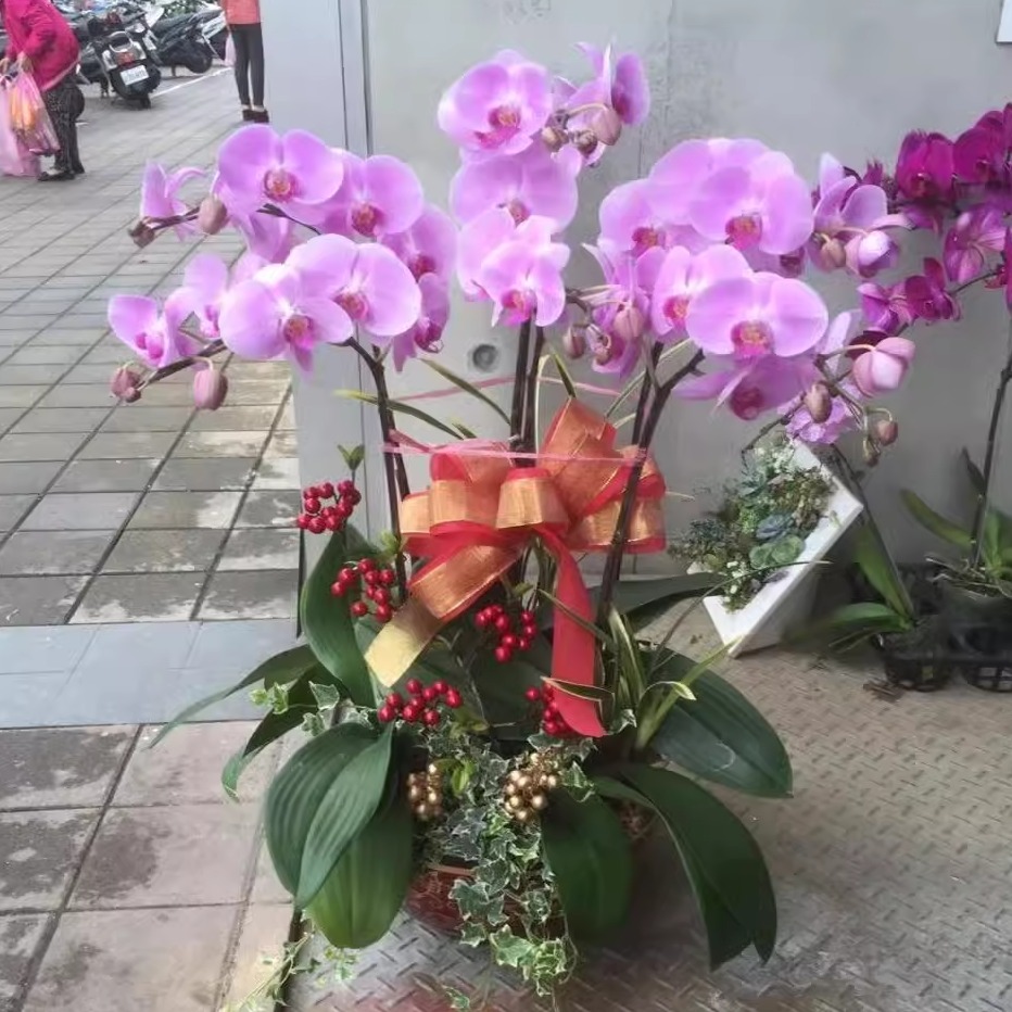 开花蝴蝶兰桌上盆景台灣花店台北開幕升官祝福生日喬遷同城直发