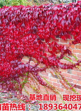 爬山虎树苗爬藤植物五叶三叶地锦大苗庭院攀援盆栽红叶爬墙虎花卉