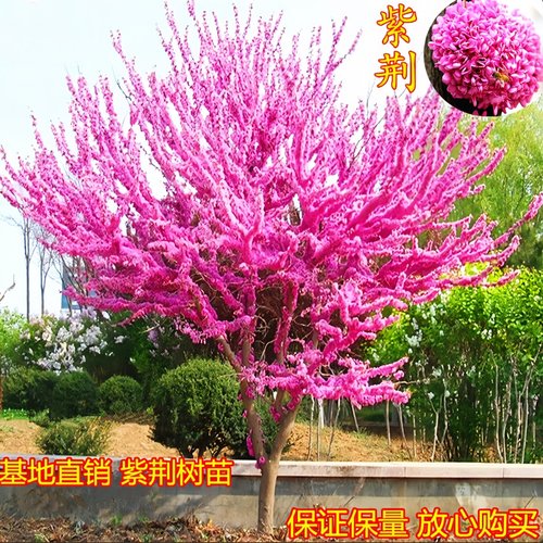 紫荆花树苗庭院盆栽观赏花卉观花植物工程道路绿化苗木风景树耐寒