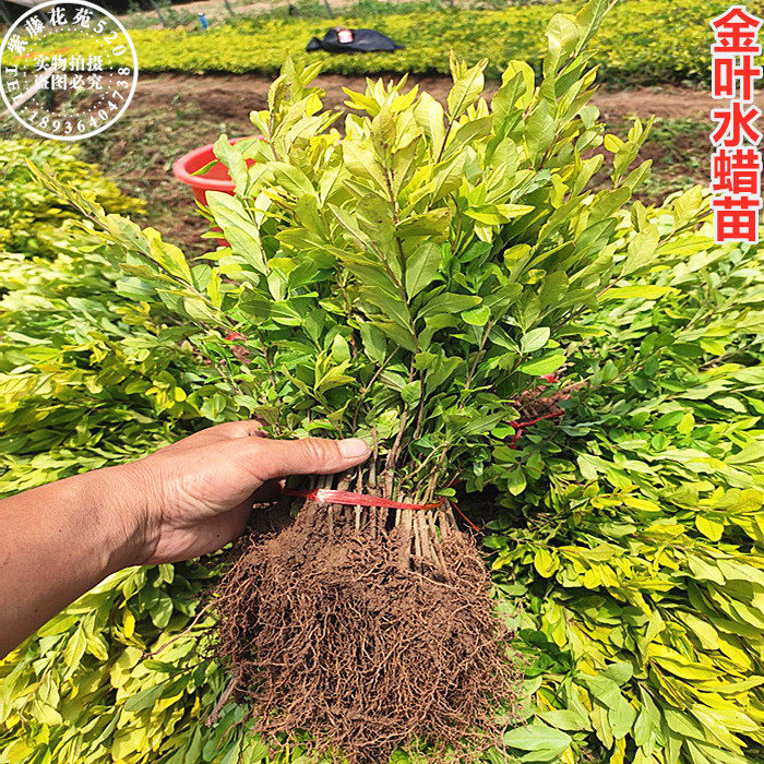 基地直销金叶水蜡金叶女贞苗 大小规格齐全 庭院绿化植物四季好养