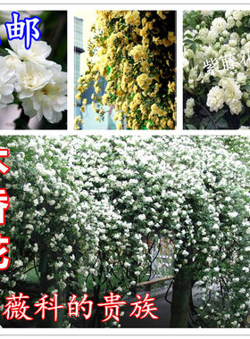 庭院阳台爬藤植物蔷薇木香花苗