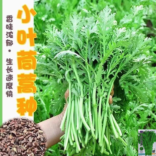 小叶茼蒿种子皇帝菜种籽光杆蒿子四季播阳台盆栽庭院火锅蔬菜种子