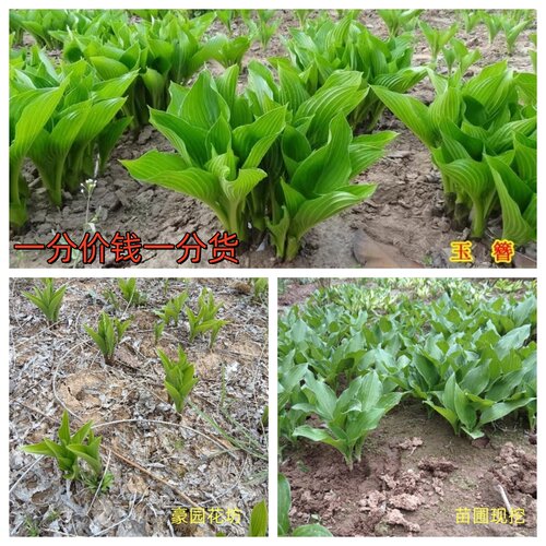 玉簪花苗多年生宿根耐荫庭院