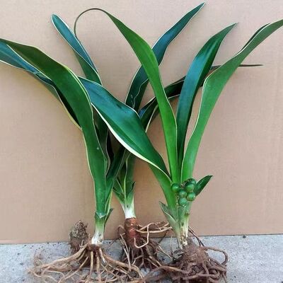 青叶绿植万年青四季常青耐阴耐寒